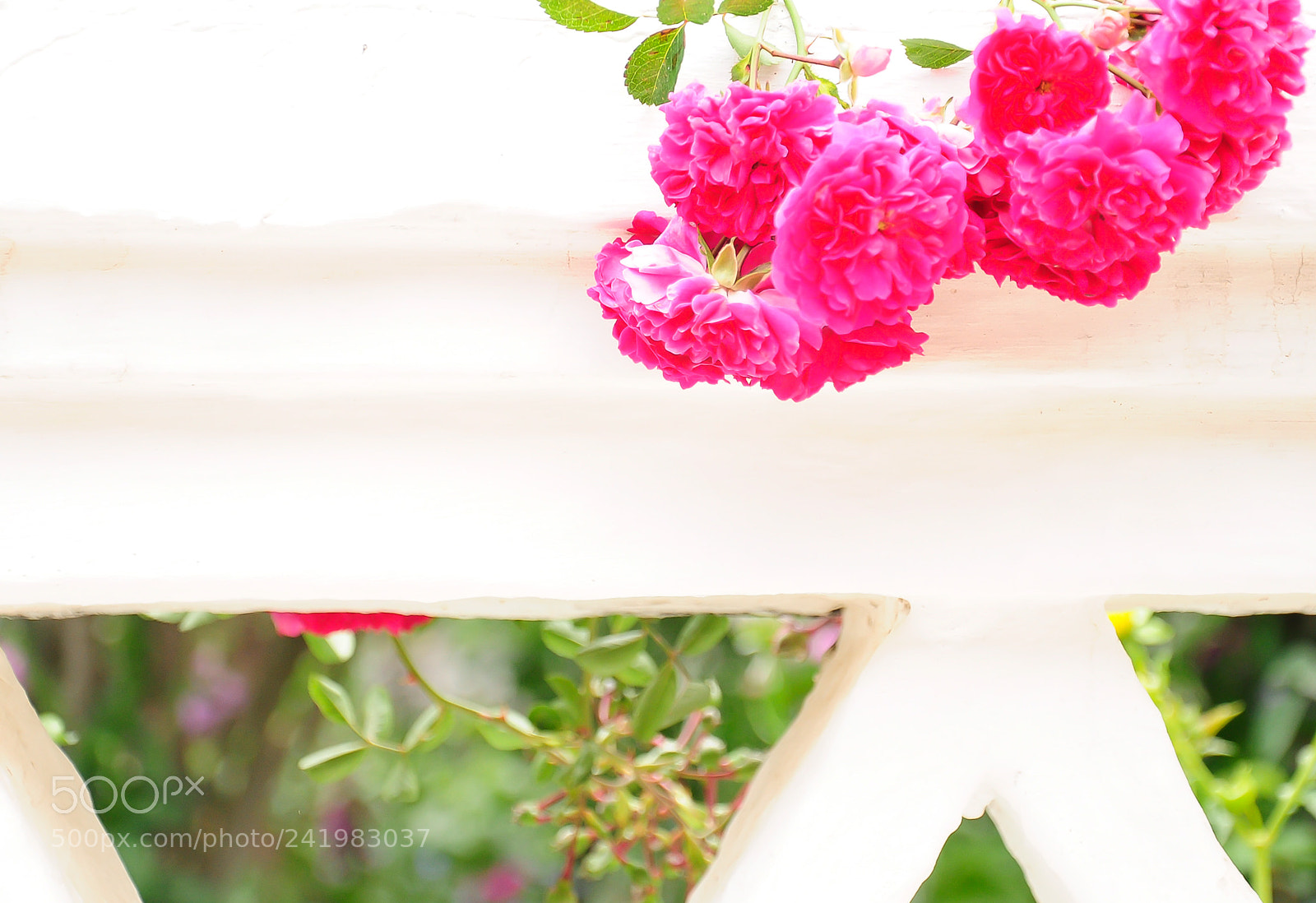 Nikon D90 sample photo. Pink rose garden photography