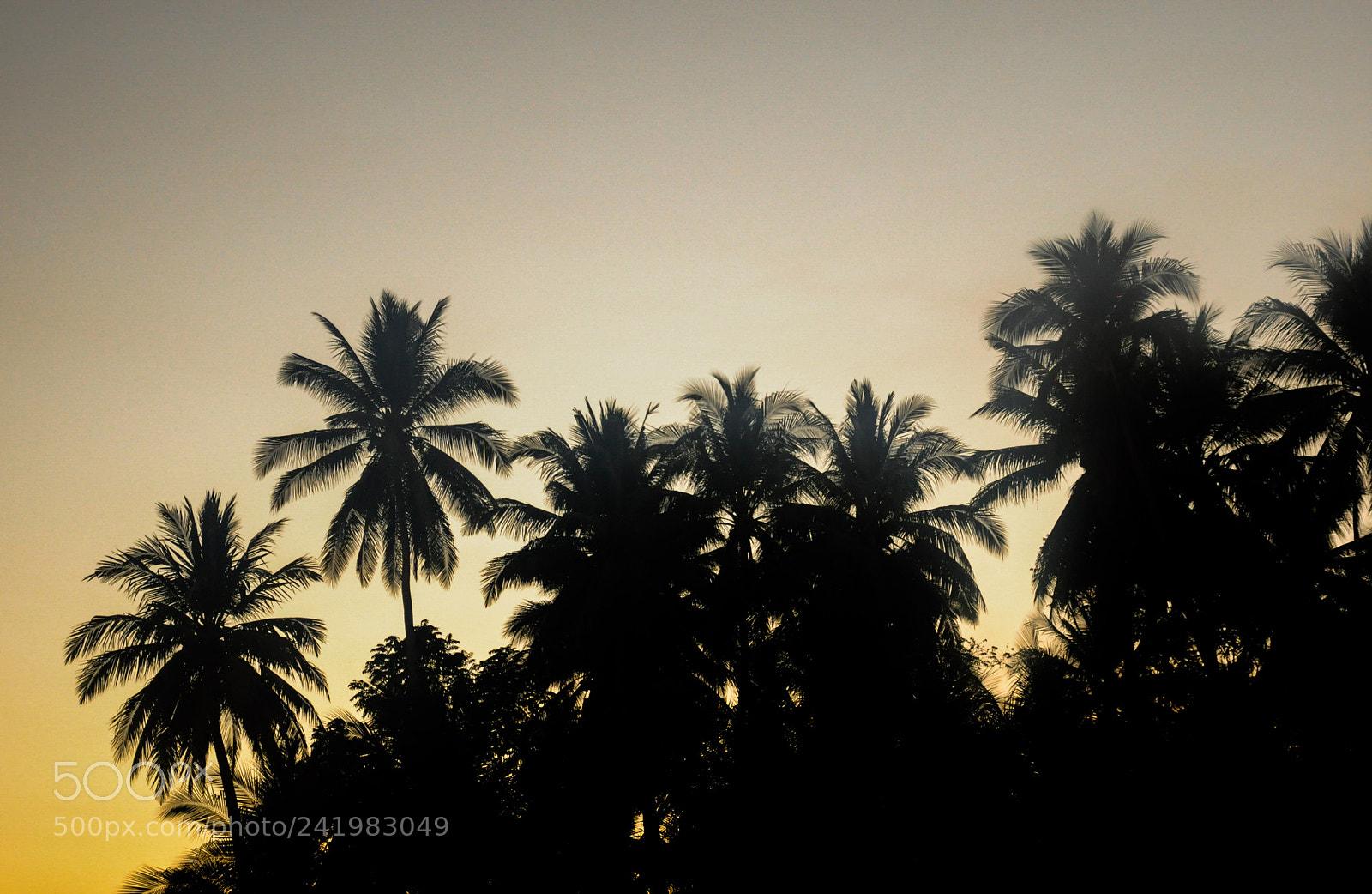 Nikon D90 sample photo. San jose coconut palms photography