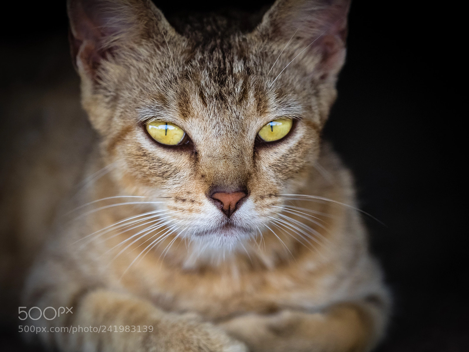 Olympus OM-D E-M1 sample photo. Relaxing feral cat photography