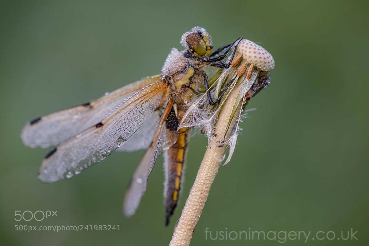 Nikon D800 sample photo. L. quadrimaculata photography
