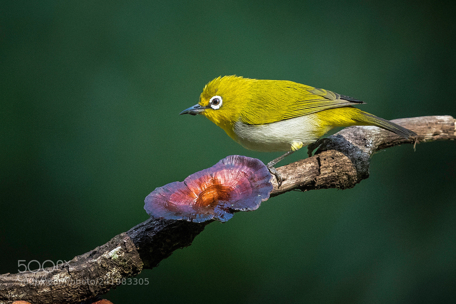 Canon EOS 7D Mark II sample photo. Oriental white-eye photography