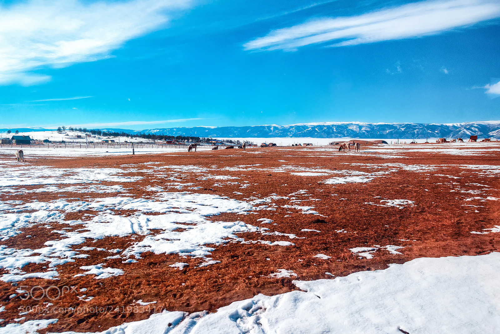 Nikon D810 sample photo. Pasture in the snow photography