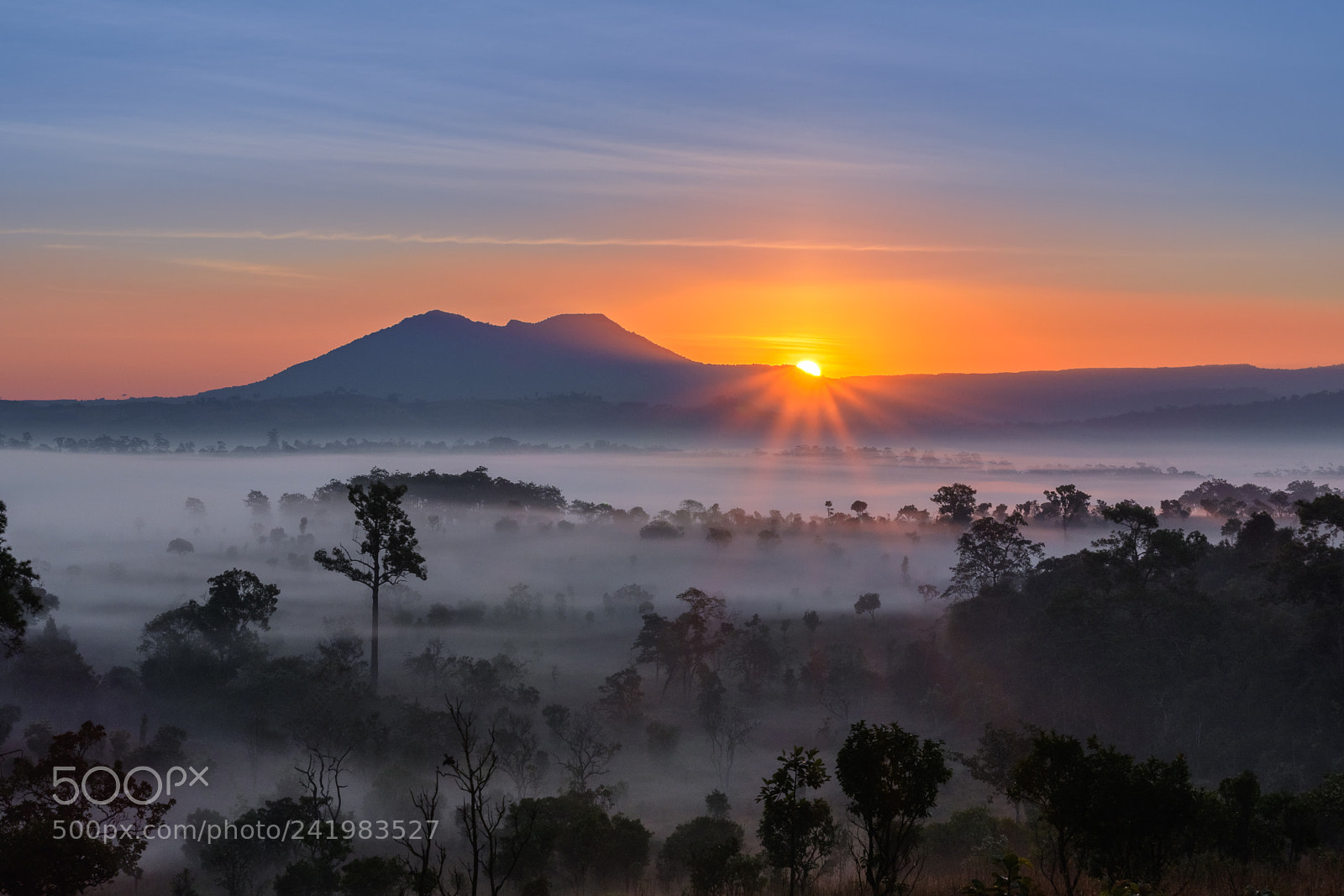 Nikon D500 sample photo. Morning fog in the photography