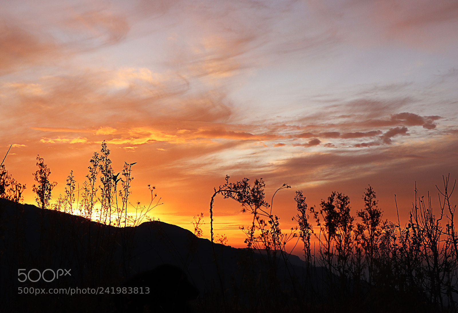 Canon EOS 77D (EOS 9000D / EOS 770D) sample photo. Img photography