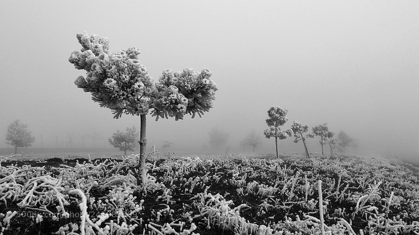 LG Nexus 5 sample photo. Black and winter photography