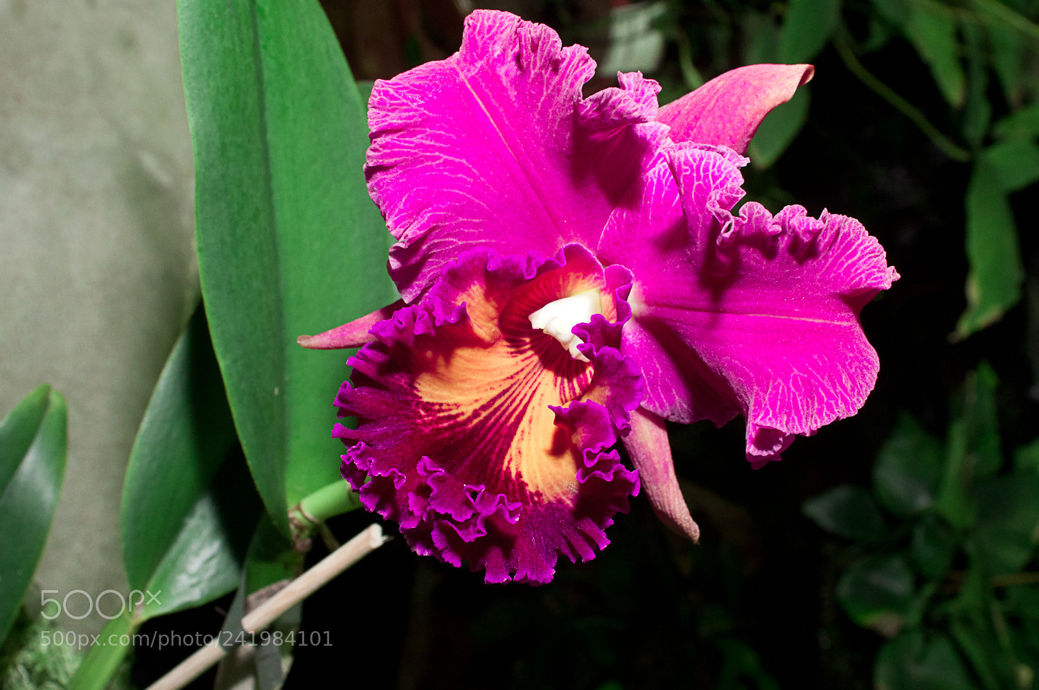 Nikon D90 sample photo. Orchidea photography