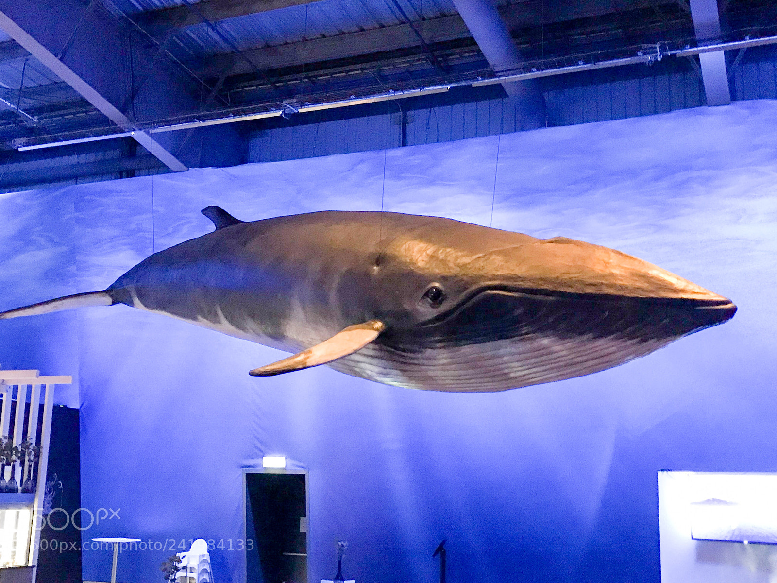Apple iPhone 7 sample photo. Finwhale which lives around photography
