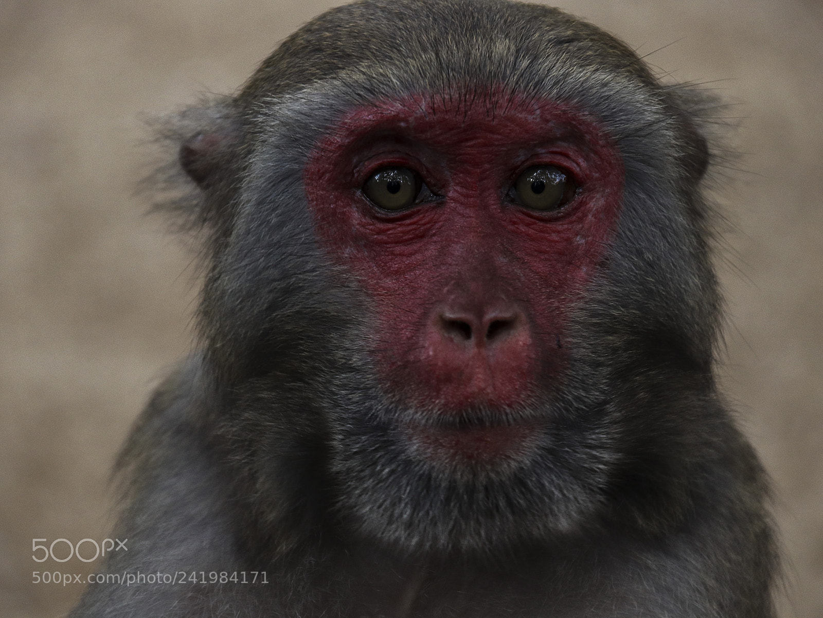 Canon EOS 800D (EOS Rebel T7i / EOS Kiss X9i) sample photo. The eyes of captivity. ? photography