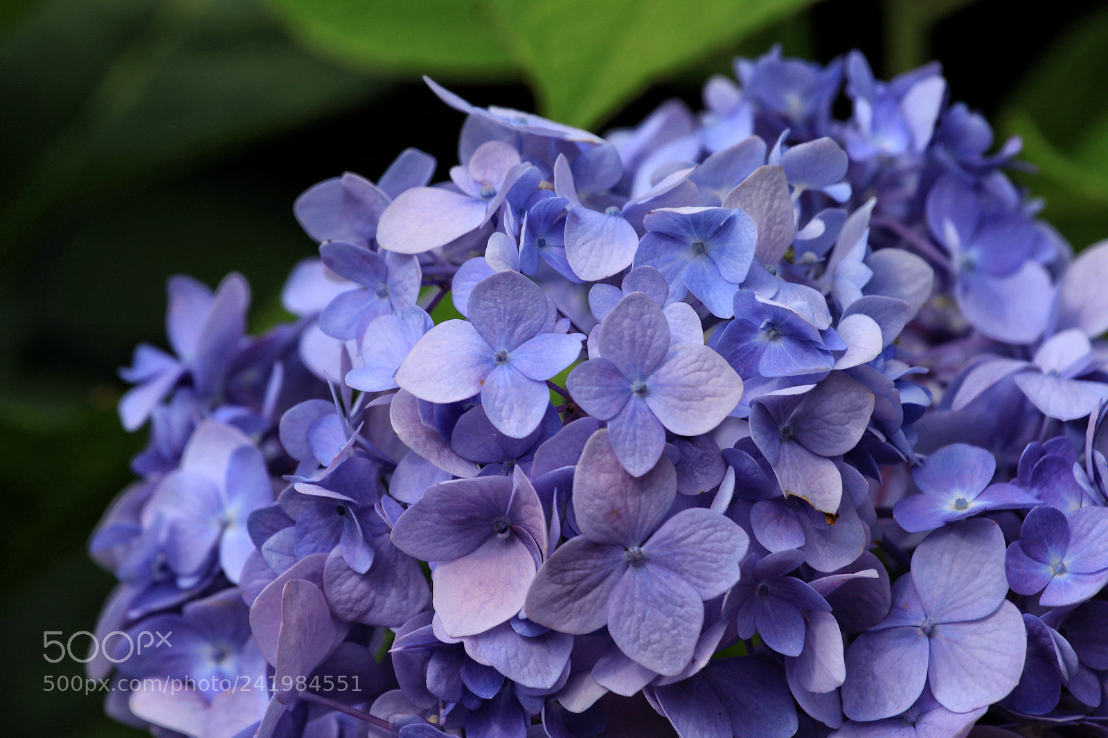 Canon EOS 50D sample photo. Untitled photography