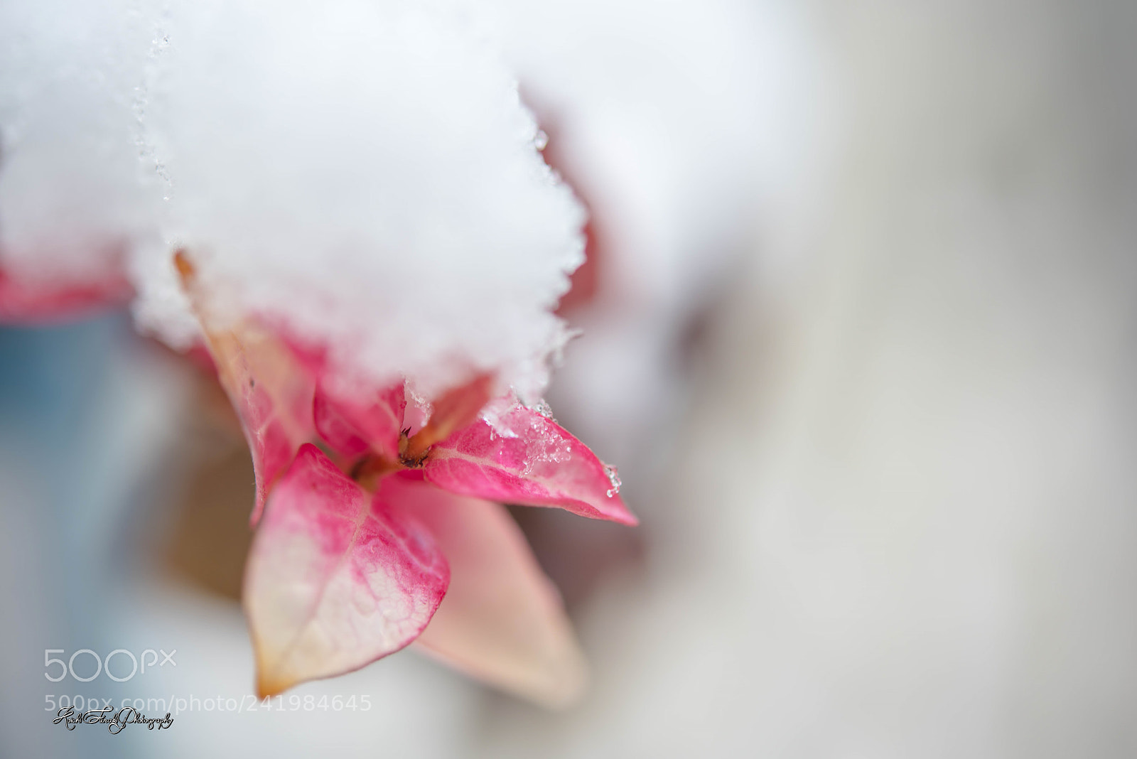 Nikon D810 sample photo. Snow falling photography