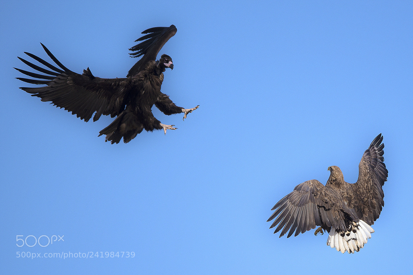 Nikon D4 sample photo. A white-tailed eagle         vulture photography