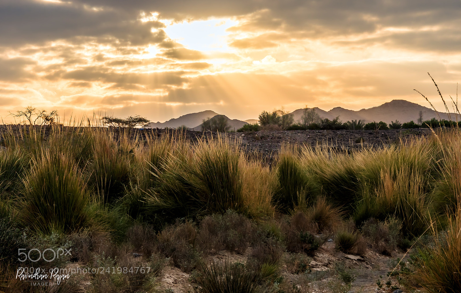 Canon EOS 7D Mark II sample photo. Morning rays photography