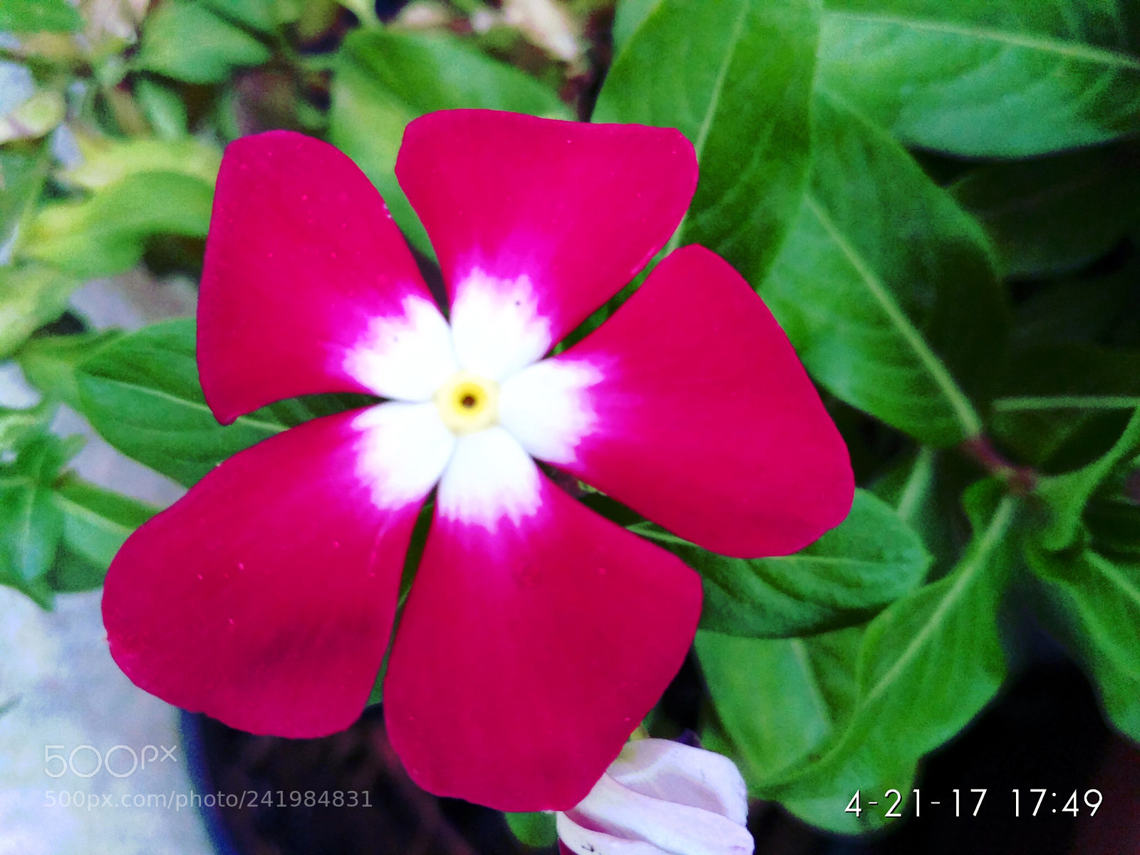 Xiaomi Redmi 3S sample photo. Flower photography