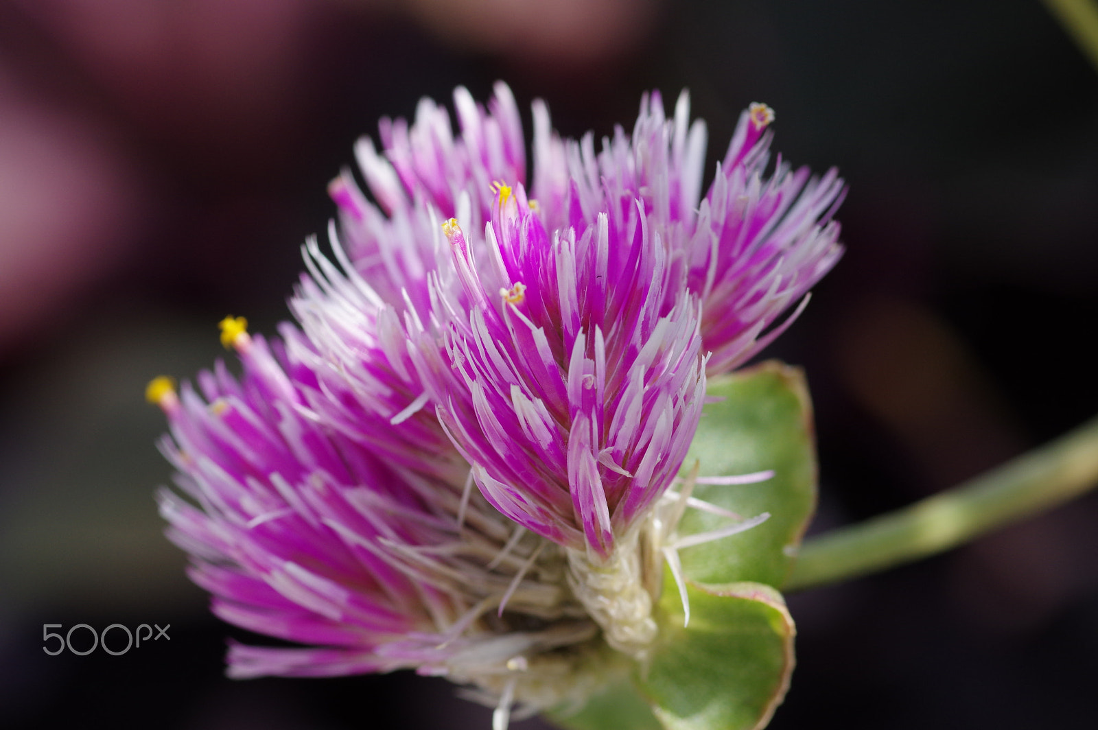Pentax smc D-FA 100mm F2.8 Macro WR sample photo. Trifolium photography