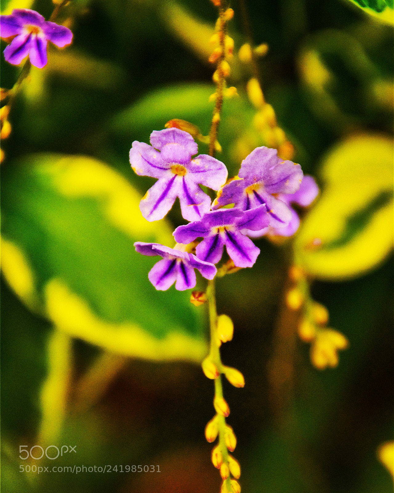 Nikon D5000 sample photo. Flower peeps photography