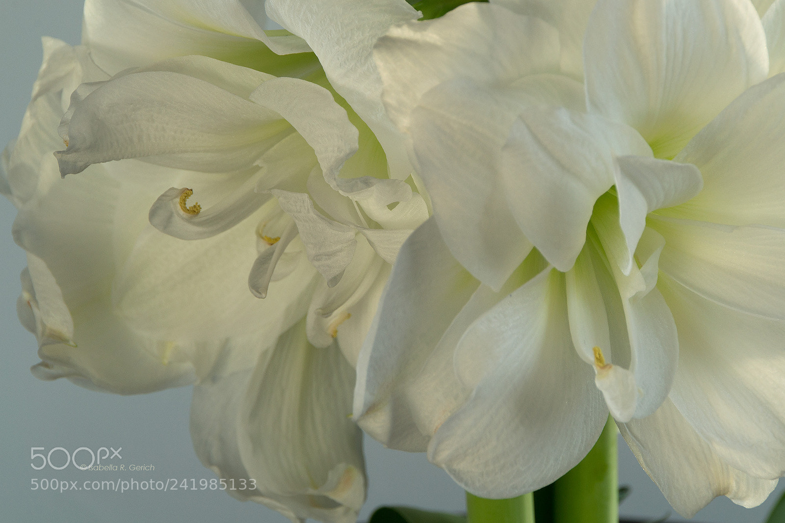 Nikon D3100 sample photo. White opulence photography