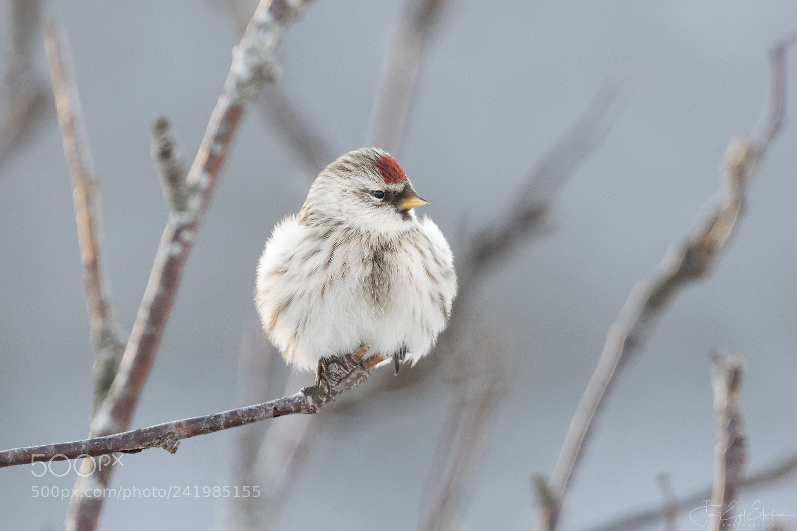 Canon EOS 7D Mark II sample photo. Polarsisik photography