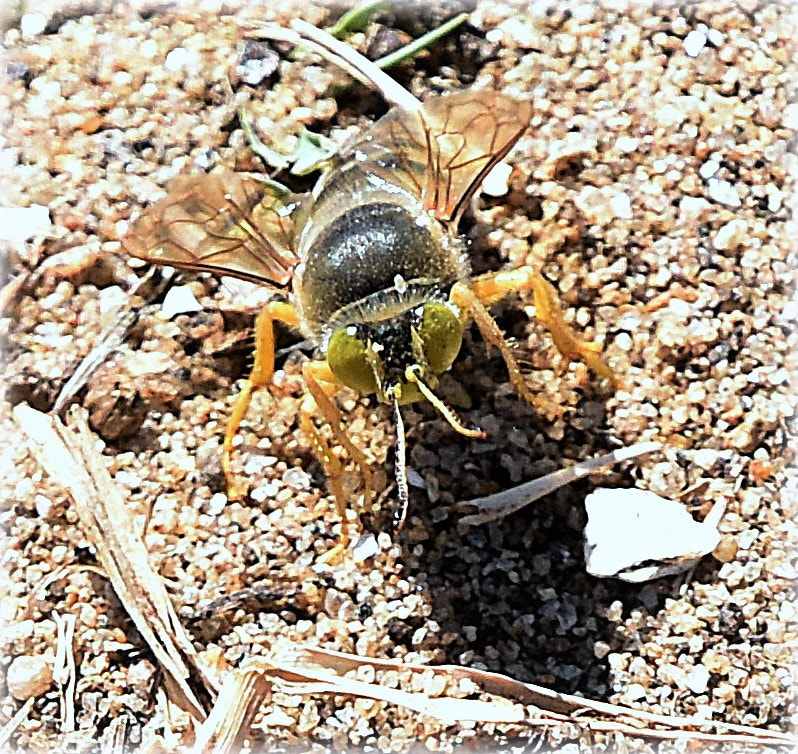 Nikon D810 sample photo. "earthwasp" photography