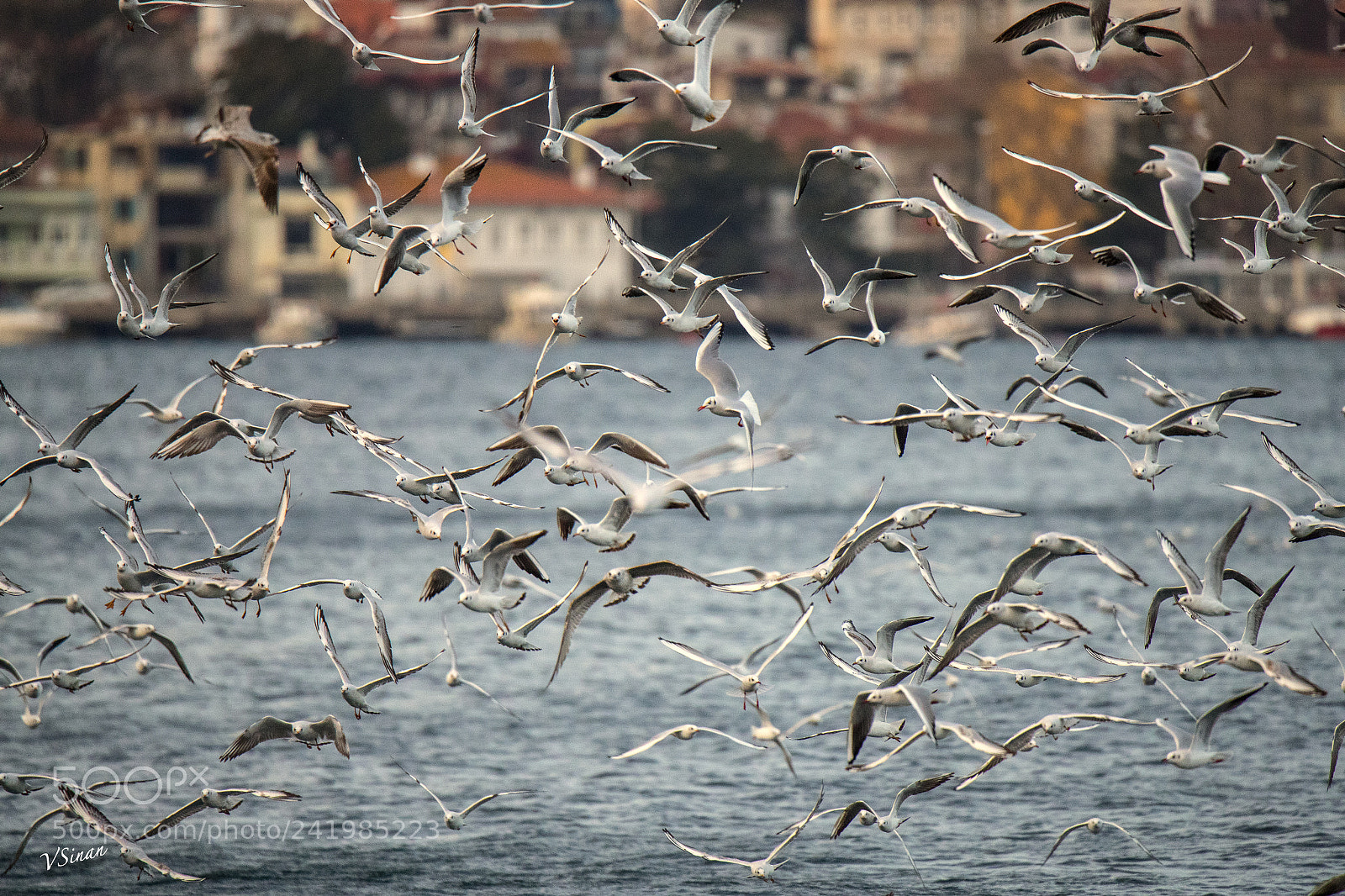 Canon EOS-1D X Mark II sample photo. Seagulls photography