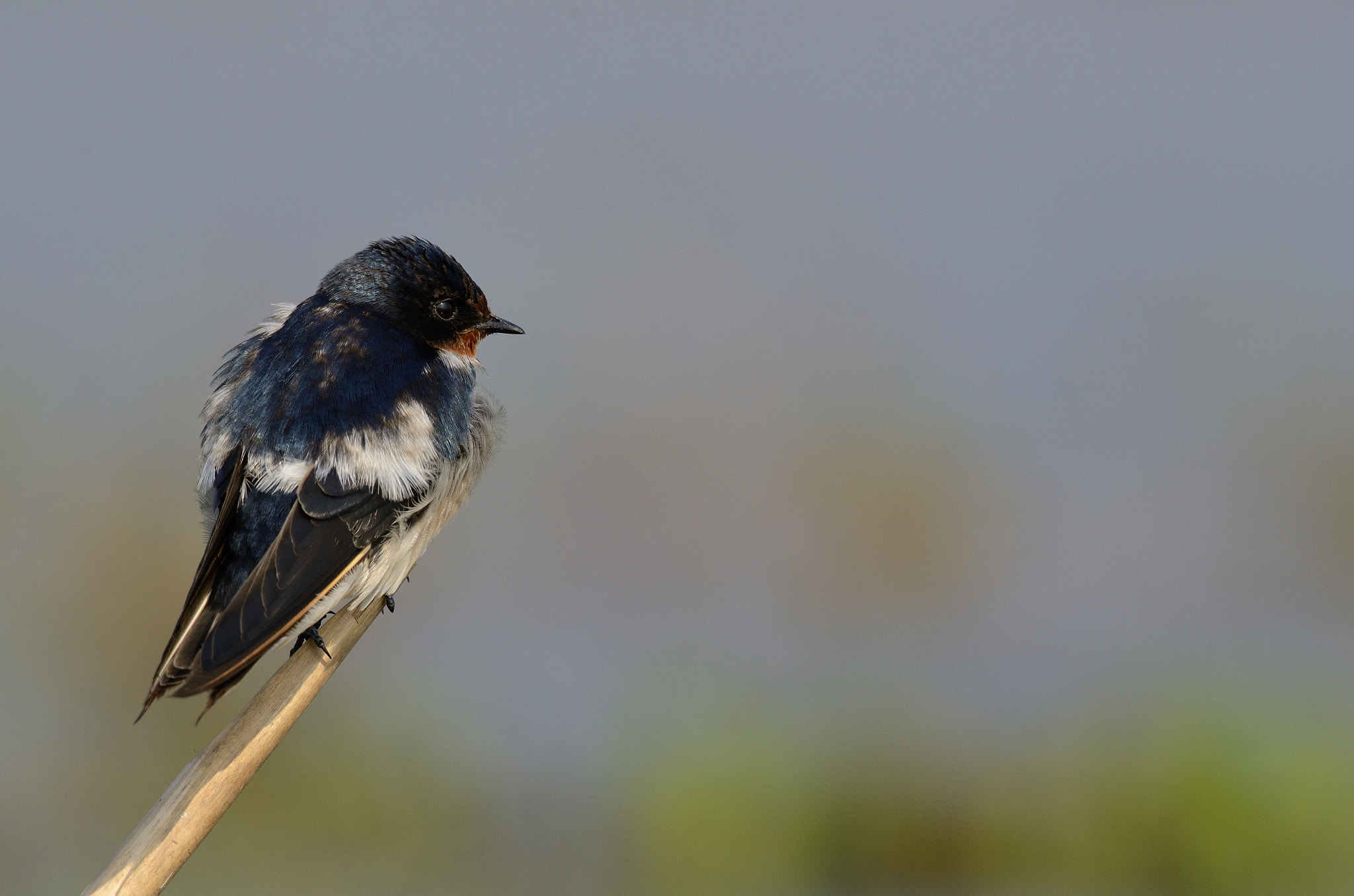 Nikon D7000 + Nikon AF-S Nikkor 200-500mm F5.6E ED VR sample photo. Barn swallow photography