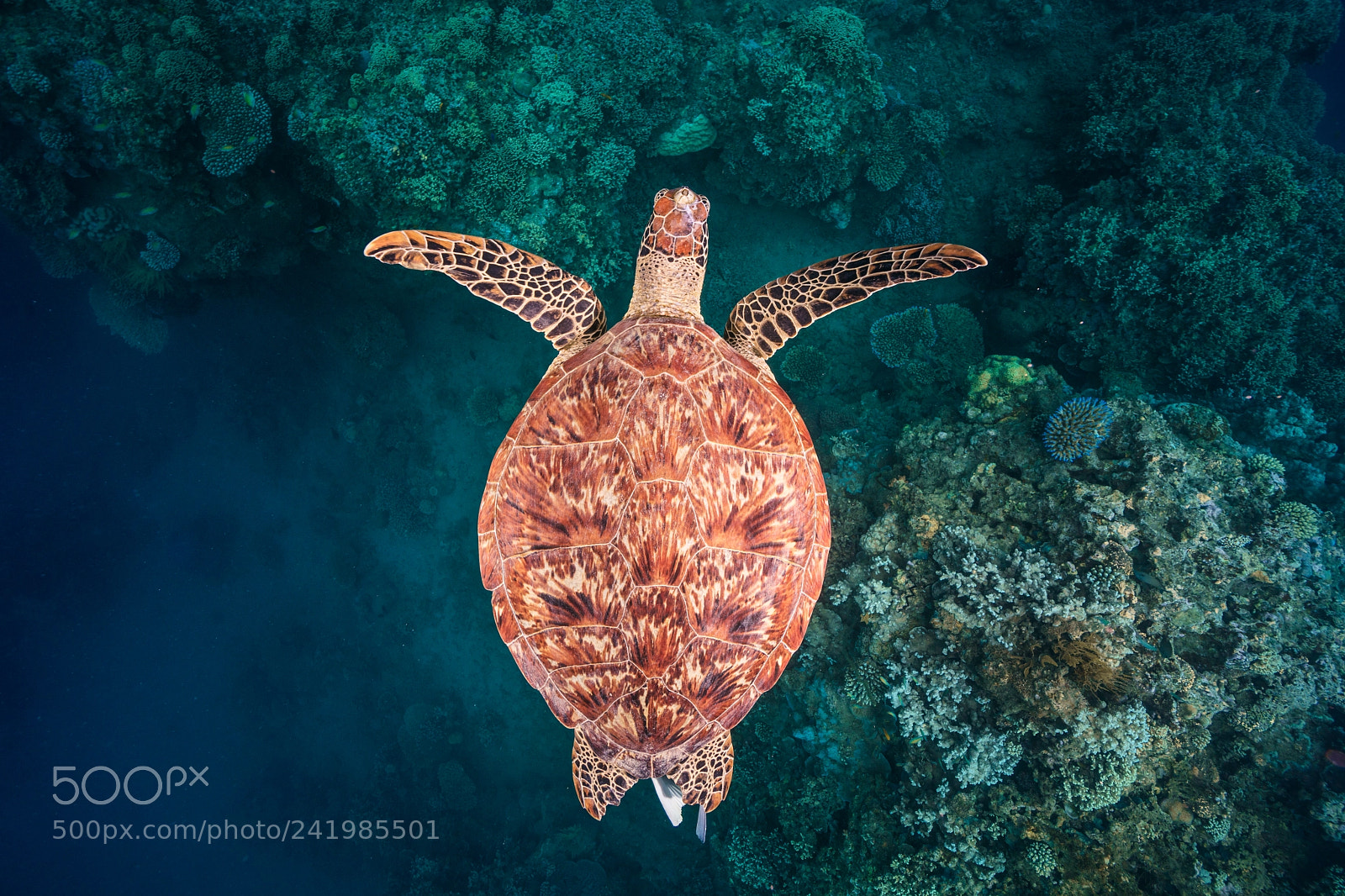 Canon EOS 5DS sample photo. Flying over the reef photography