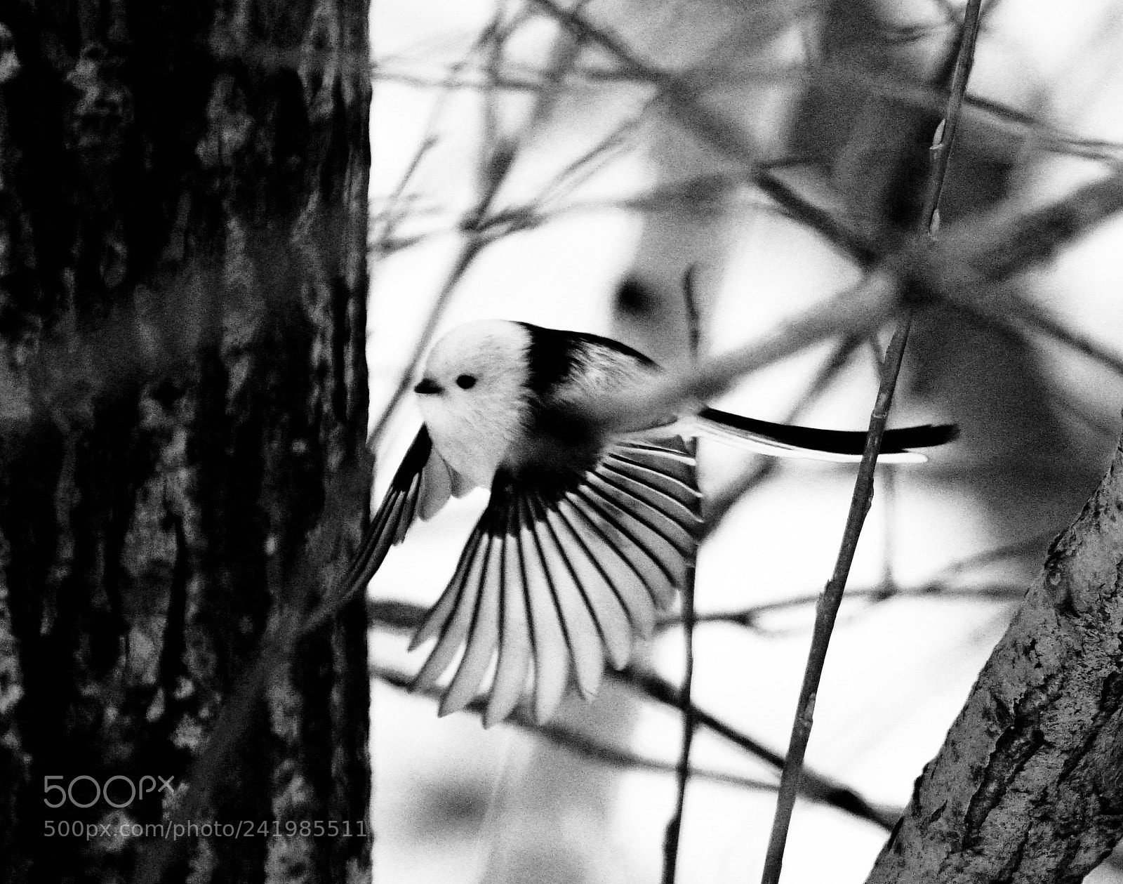 Sony a99 II sample photo. Long tailed tit photography