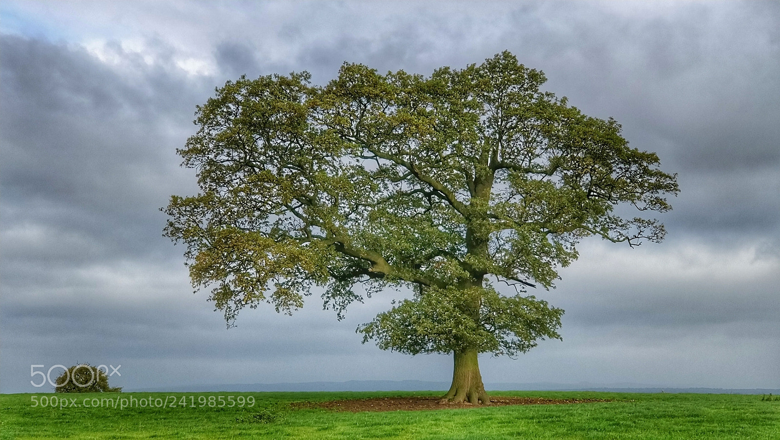 OnePlus 5 sample photo. Tree and bush photography