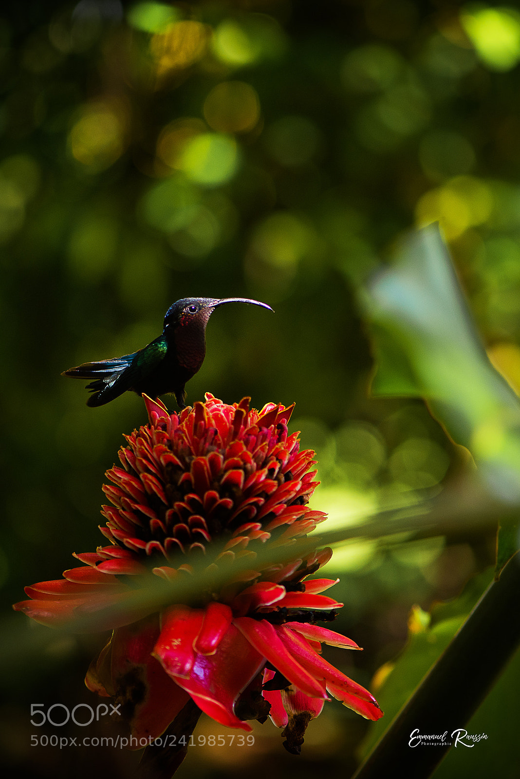 Nikon D810 sample photo. Colibri mad re et photography