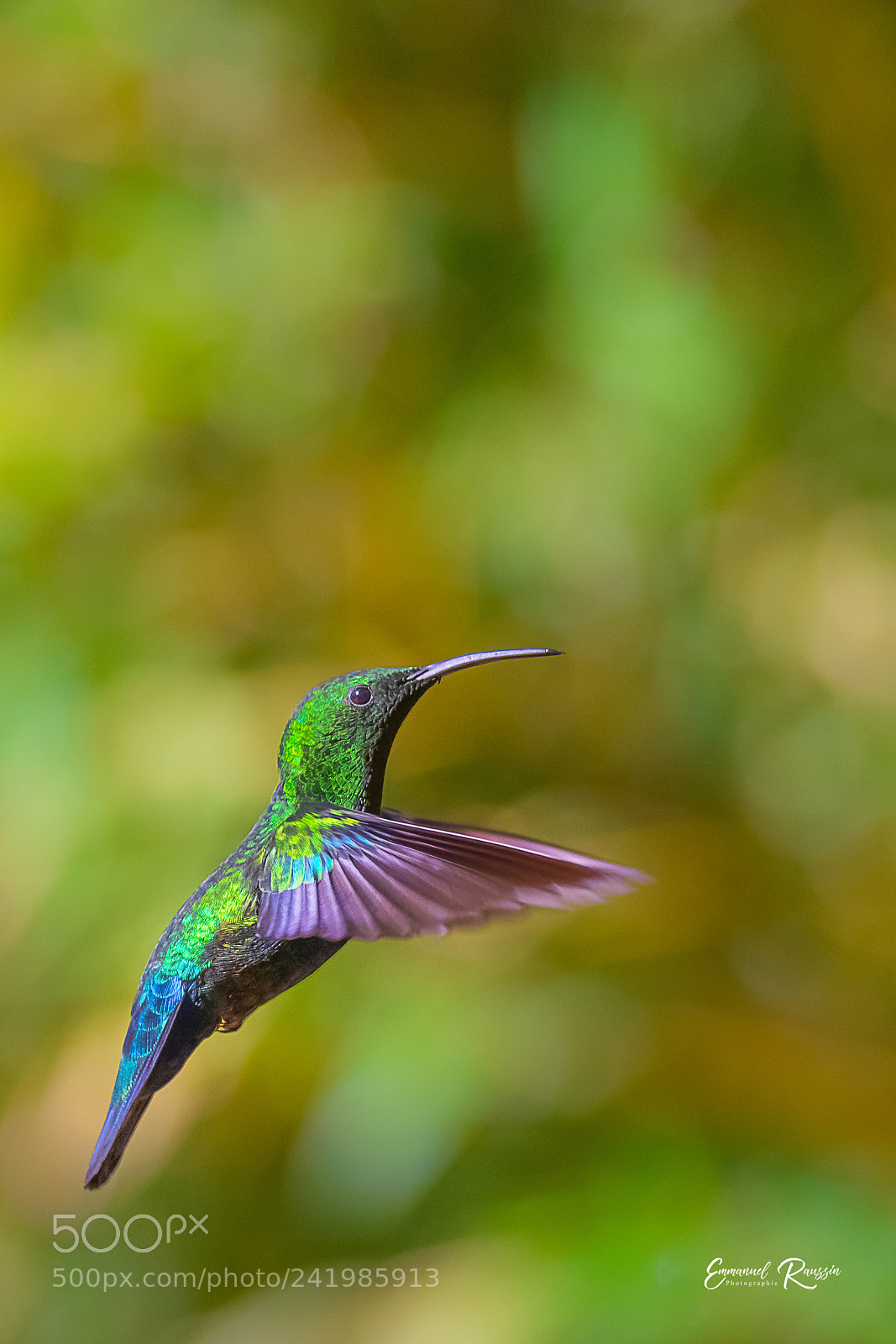 Nikon D7100 sample photo. Colibri falle-vert du jardin photography