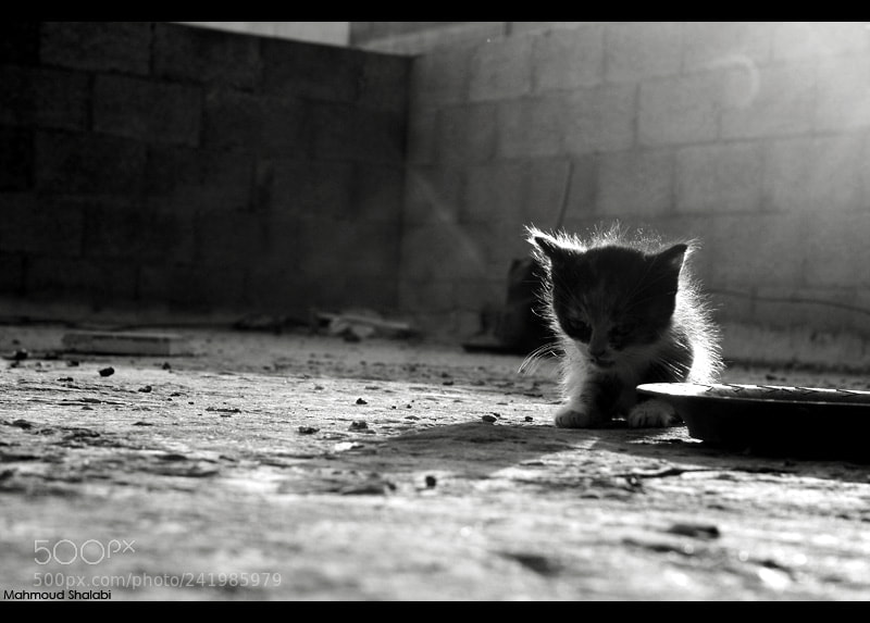 Canon EOS 400D (EOS Digital Rebel XTi / EOS Kiss Digital X) sample photo. Kitten in sunlight photography