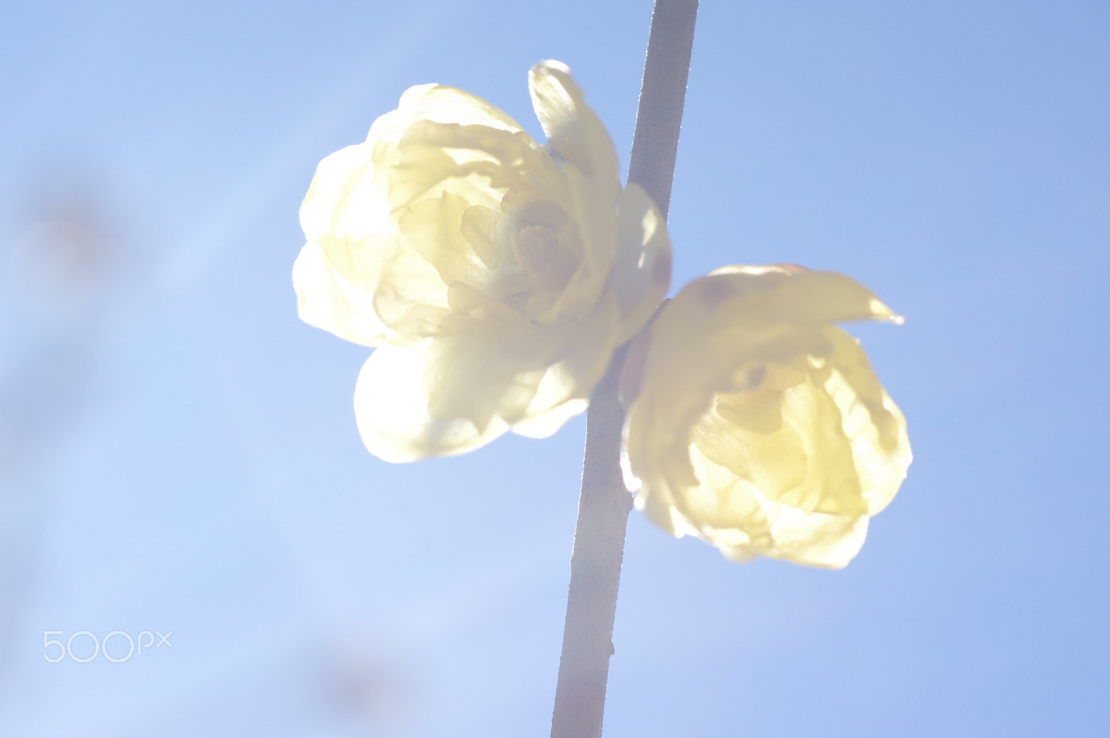 Tamron SP AF 90mm F2.8 Di Macro sample photo. 蠟梅　wax plum photography