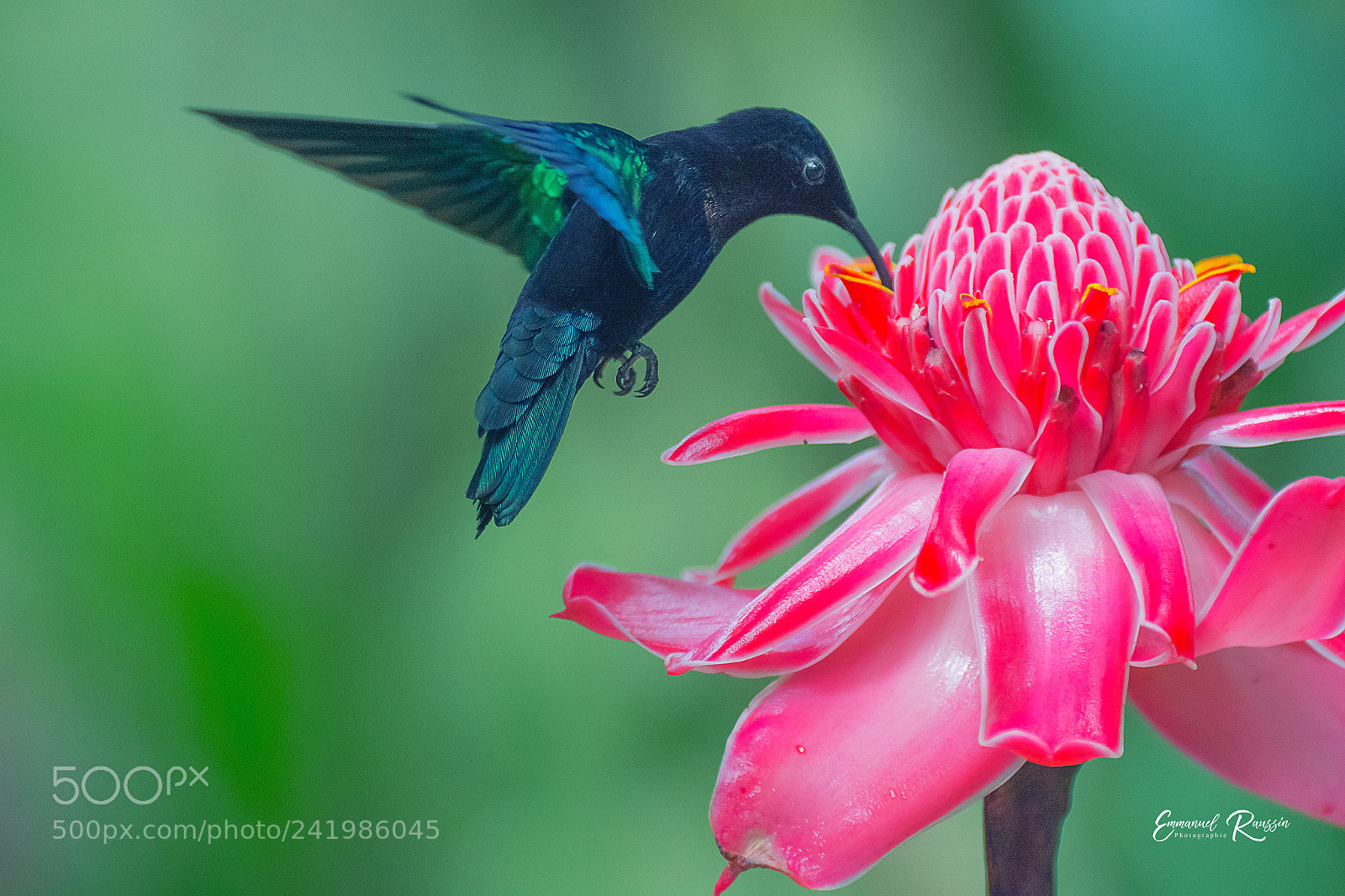 Nikon D7100 sample photo. Colibri mad re et photography
