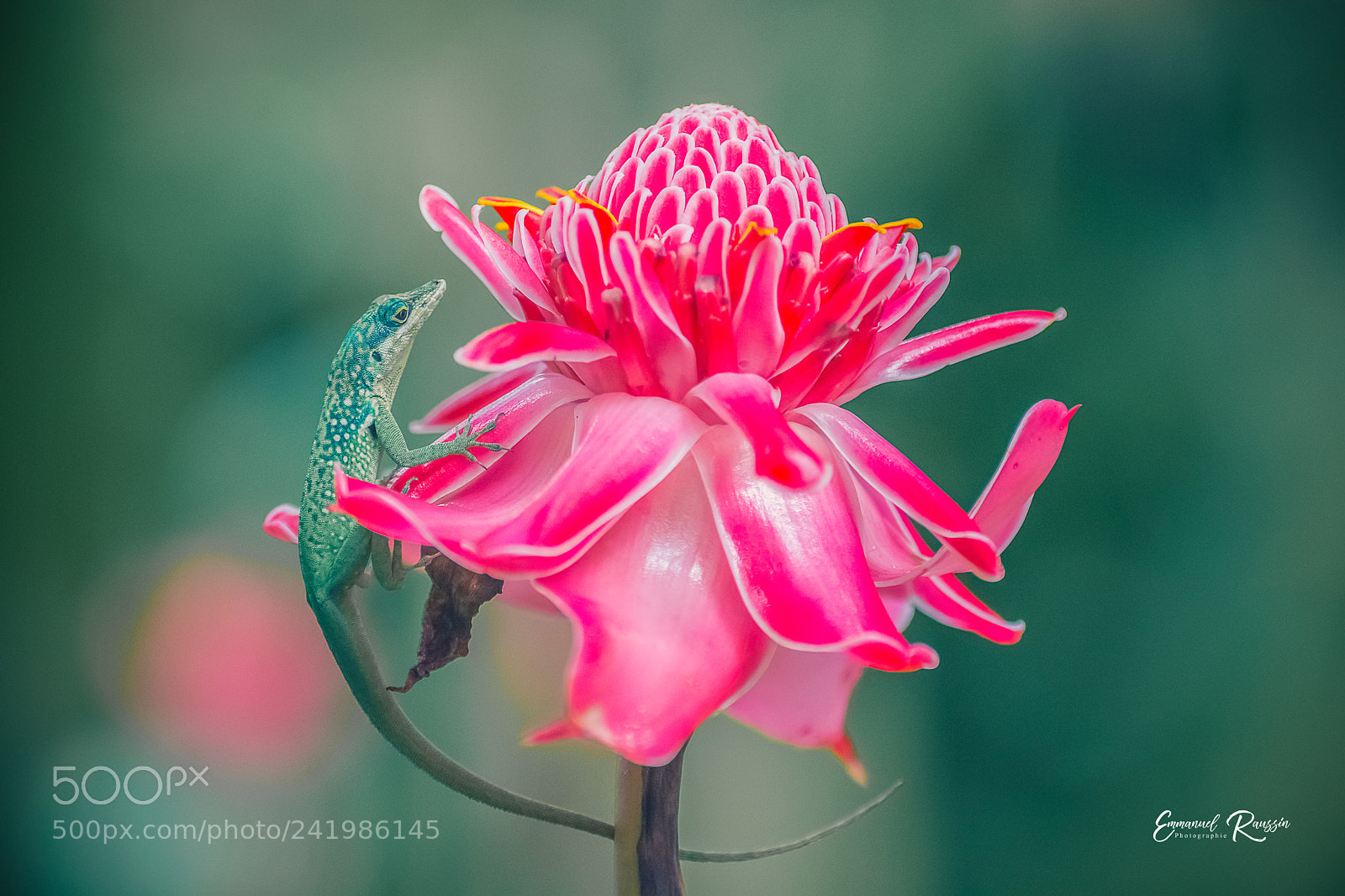 Nikon D7100 sample photo. Anolis roquet et rose photography