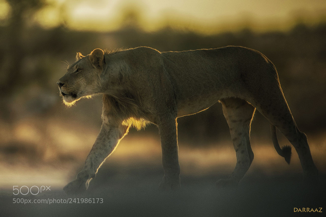 Nikon D4 sample photo. Young male lion backlit photography