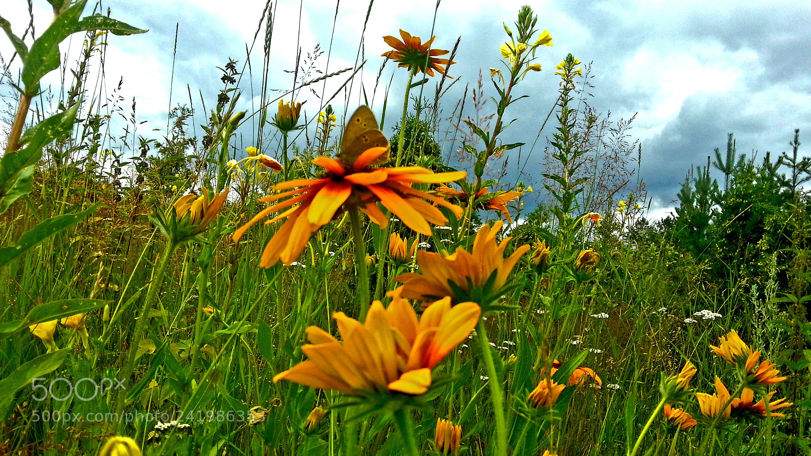 Samsung Galaxy S3 sample photo. Summer... photography