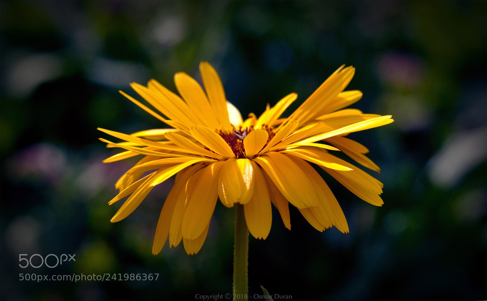 Nikon D200 sample photo. Crazy photography