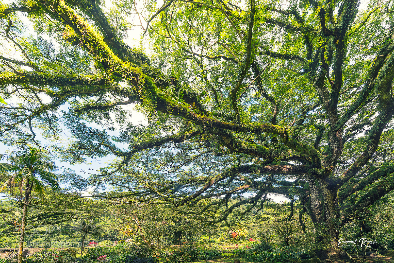Nikon D810 sample photo. Zamana ou arbre pluie photography