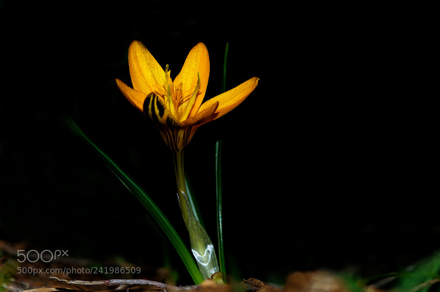 Pentax K20D sample photo. Flower photography
