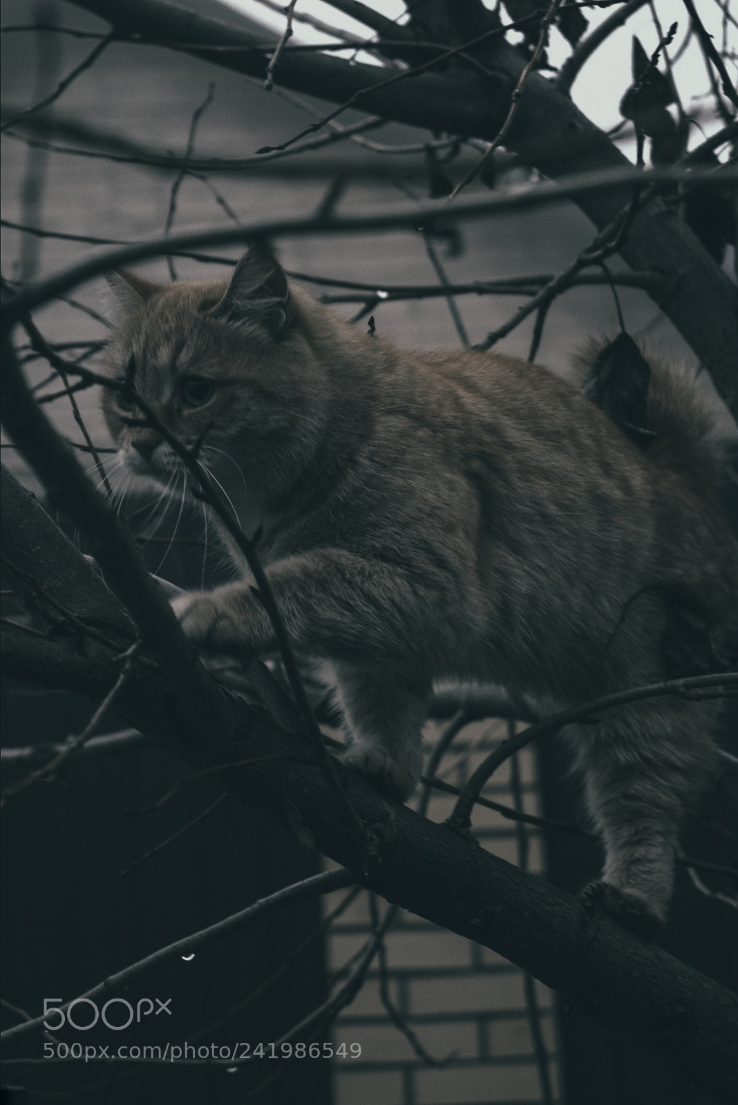 Canon EOS 77D (EOS 9000D / EOS 770D) sample photo. Untitled photography