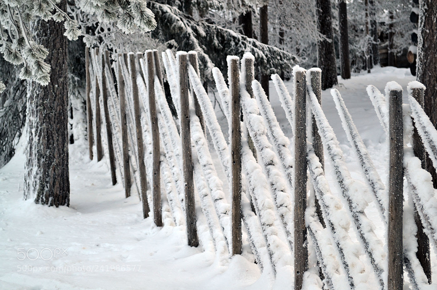 Nikon D3100 sample photo. Fence photography