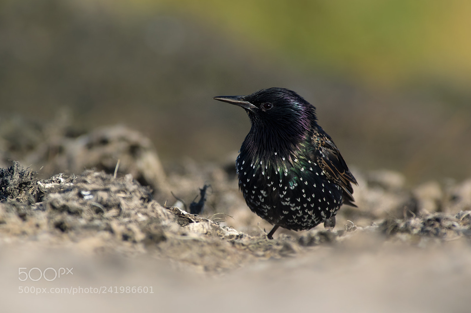 Pentax K-3 sample photo. The common starling sturnus photography