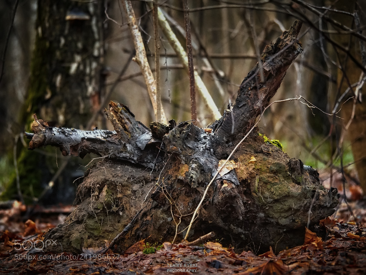 Olympus OM-D E-M1 sample photo. Stump photography