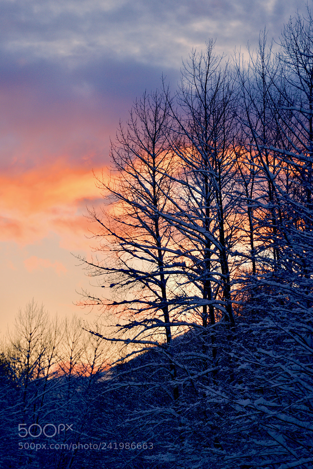 Nikon D800 sample photo. Untitled photography