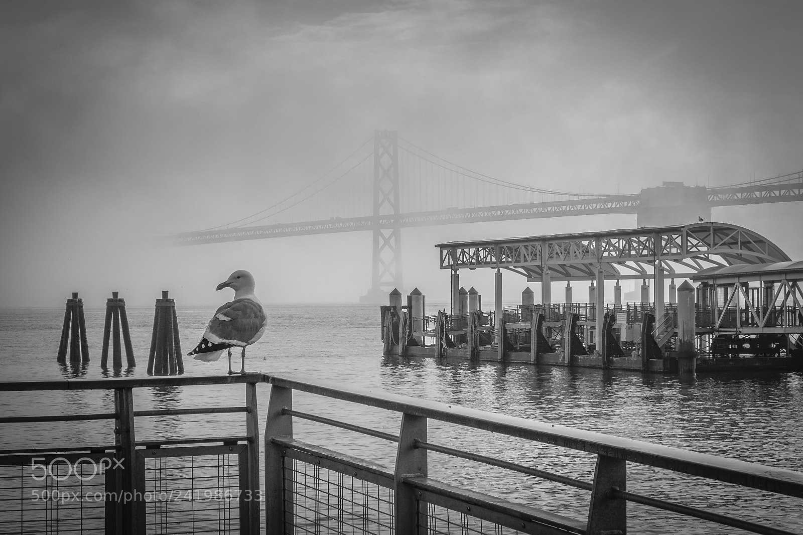 Fujifilm X-T1 sample photo. Black and white bird photography