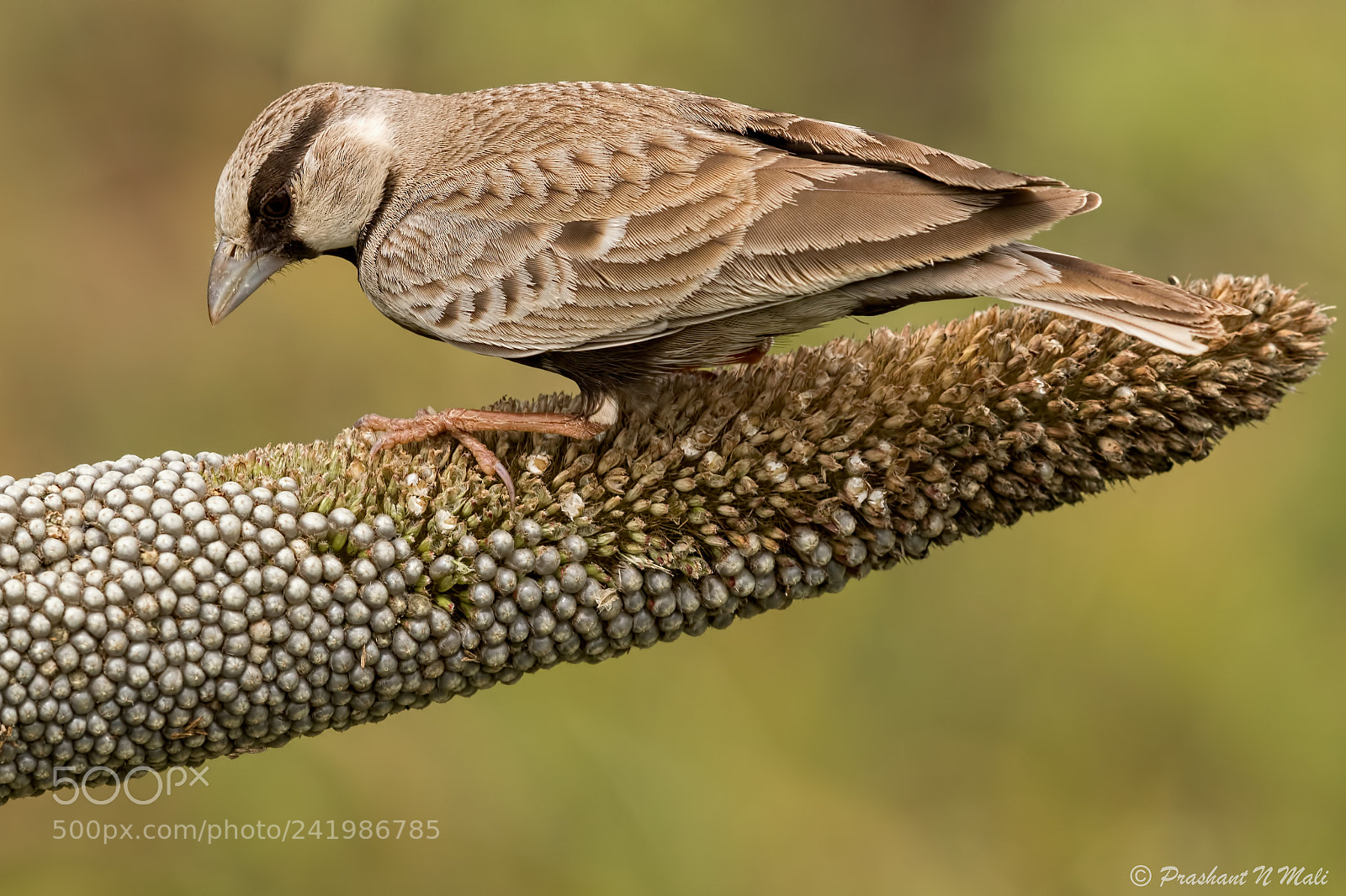 Canon EOS 7D Mark II sample photo. Ashy-crowned sparrow lark photography
