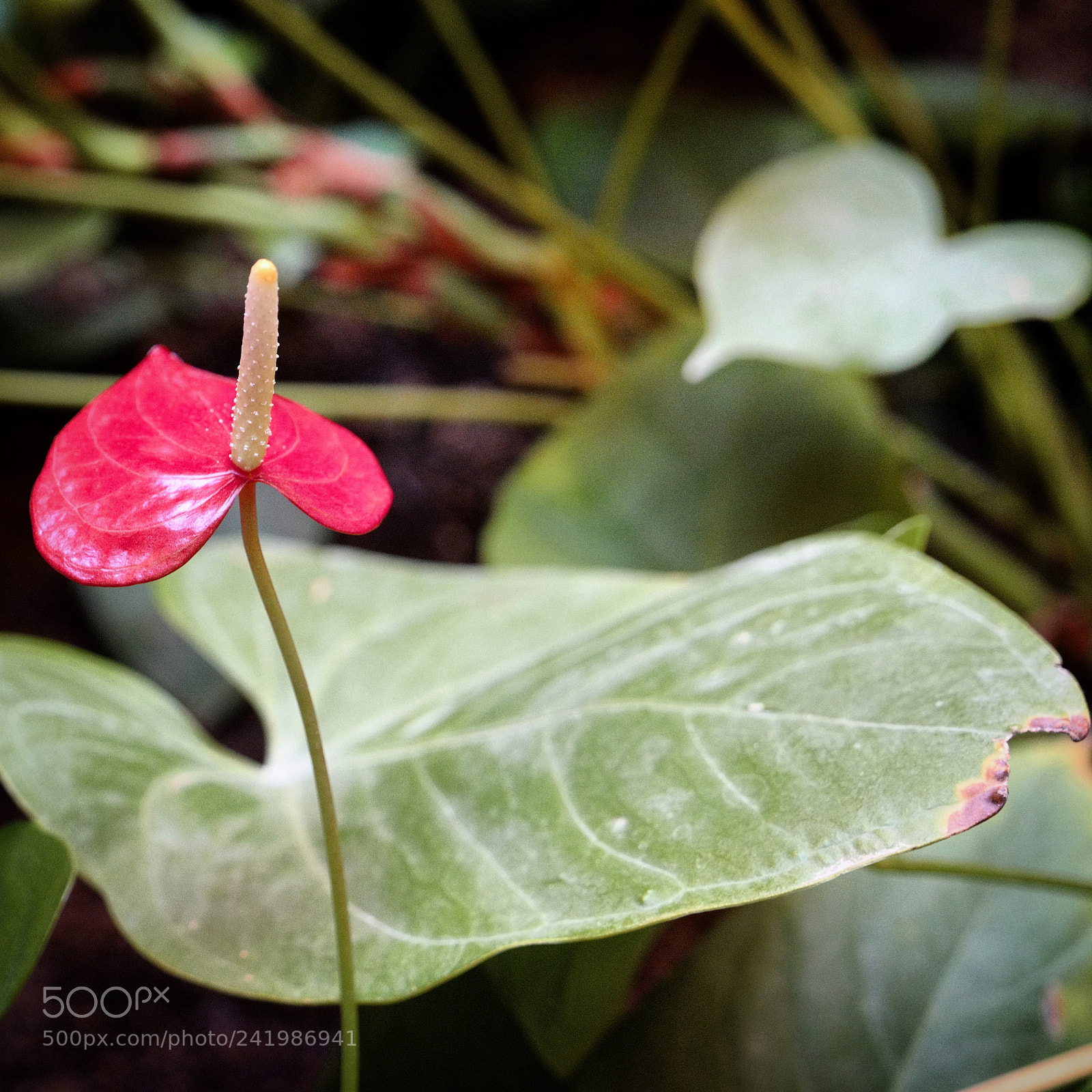 Leica SL (Typ 601) sample photo. Untitled photography