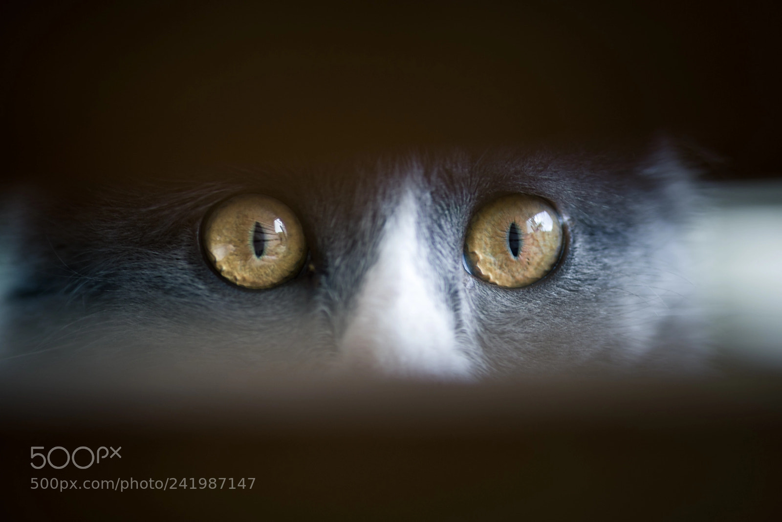 Pentax K-1 sample photo. One more cat photography