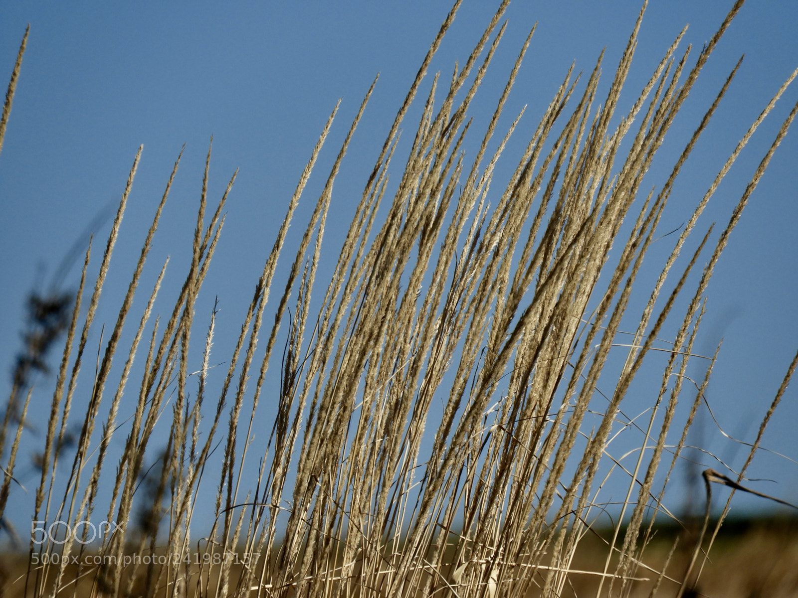 Nikon Coolpix B700 sample photo. Tall grass and blue photography