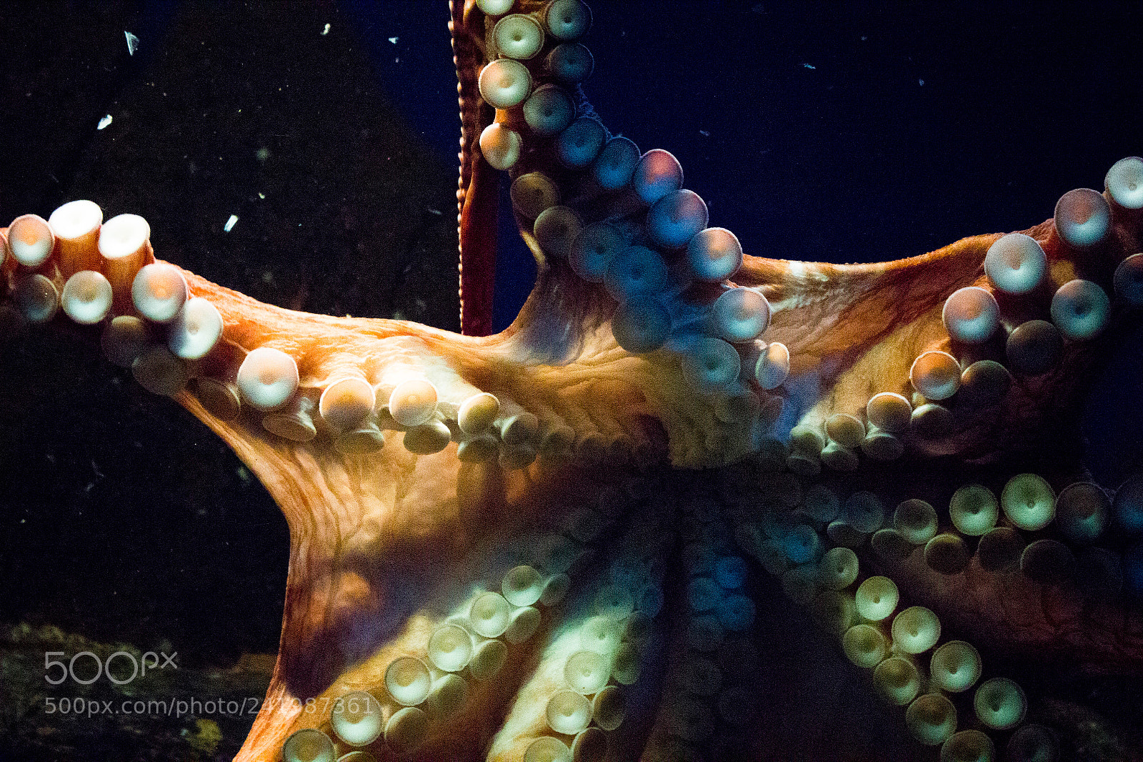 Canon EOS 550D (EOS Rebel T2i / EOS Kiss X4) sample photo. Octopus from beneath photography