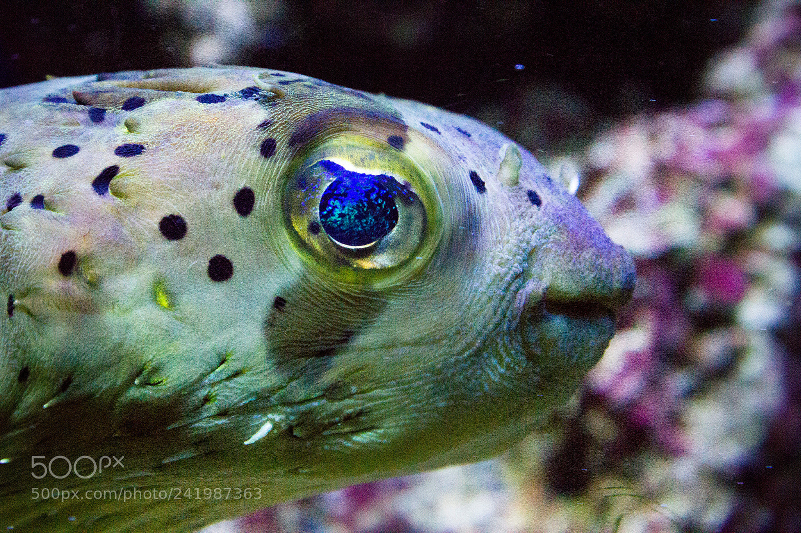 Canon EOS 550D (EOS Rebel T2i / EOS Kiss X4) sample photo. Portrait of a fish photography